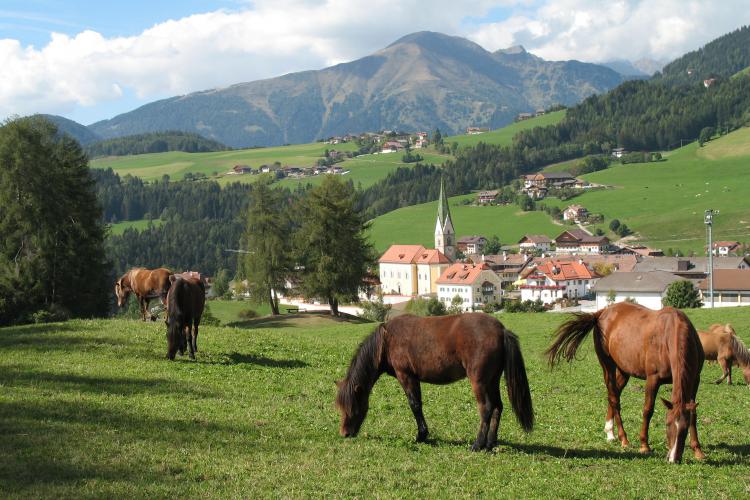 Horse riding in the village center