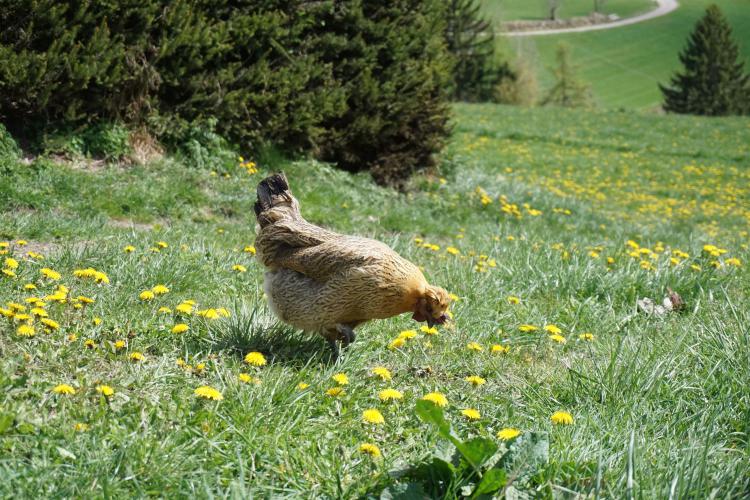 Happy chickens at Raffalthof