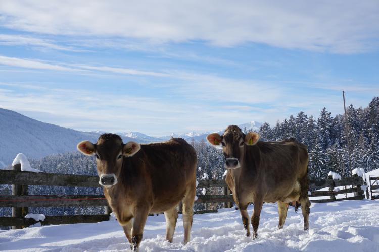 Mucche al Raffalthof
