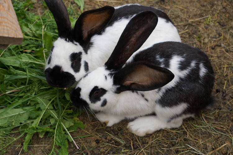 Rabbits the petting and feeding