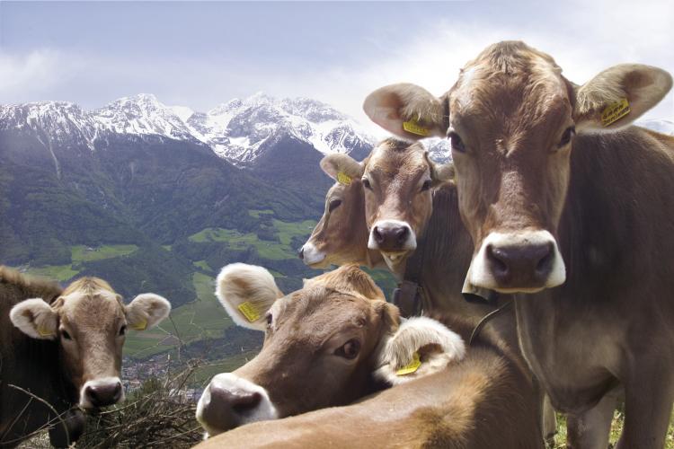 Kühe auf der Alm