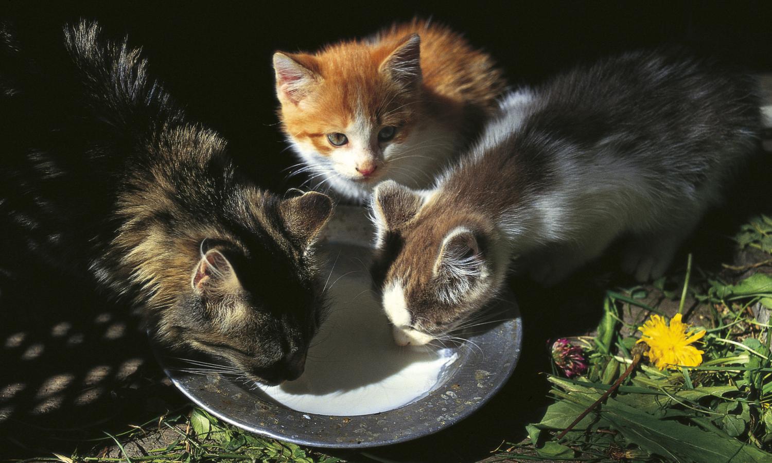 Farm cats drinking milk