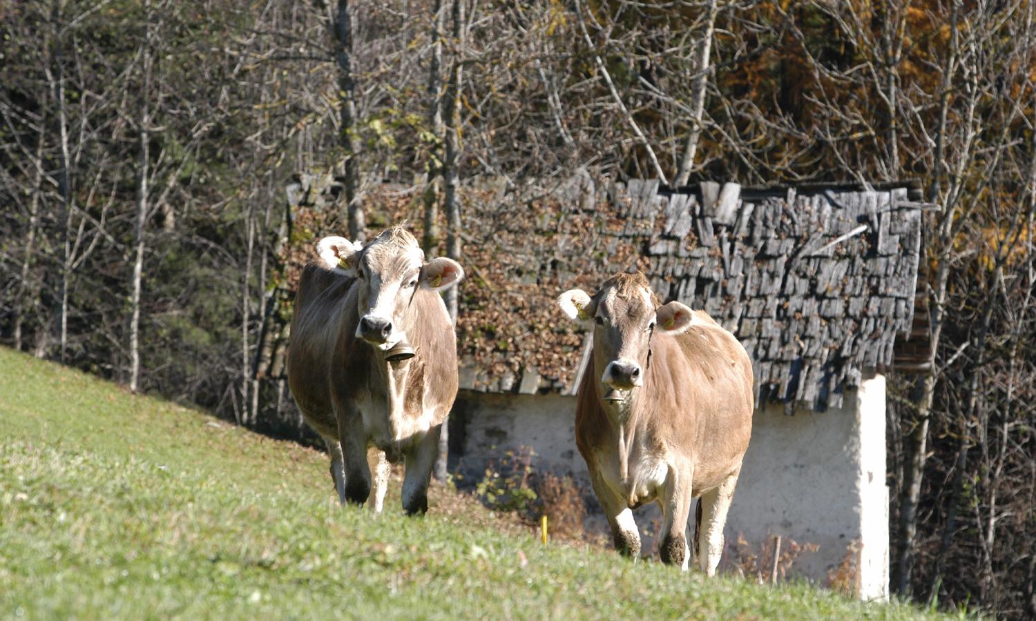 Grauvieh auf der Weide 