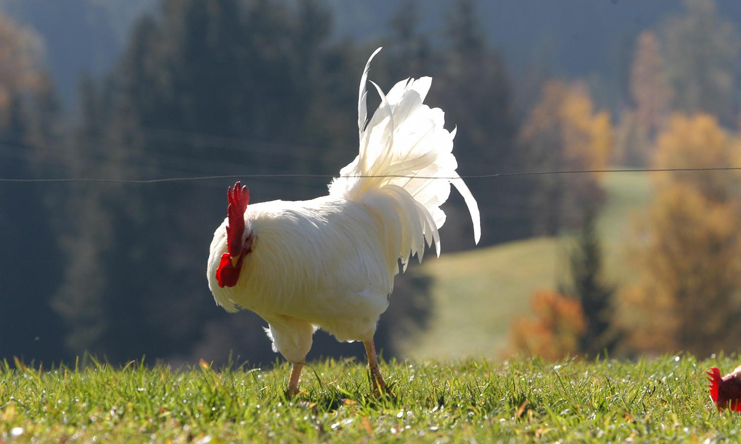 Il gallo del Raffalthof